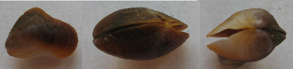 piccolo bivalve